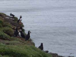 Puffins on Lunga.